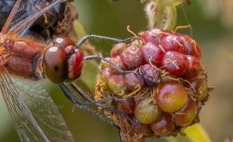 Fruitdieet