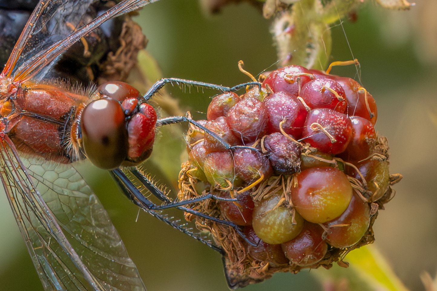 Fruitdieet