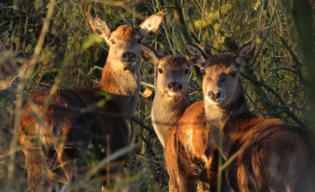 Gouden hindes